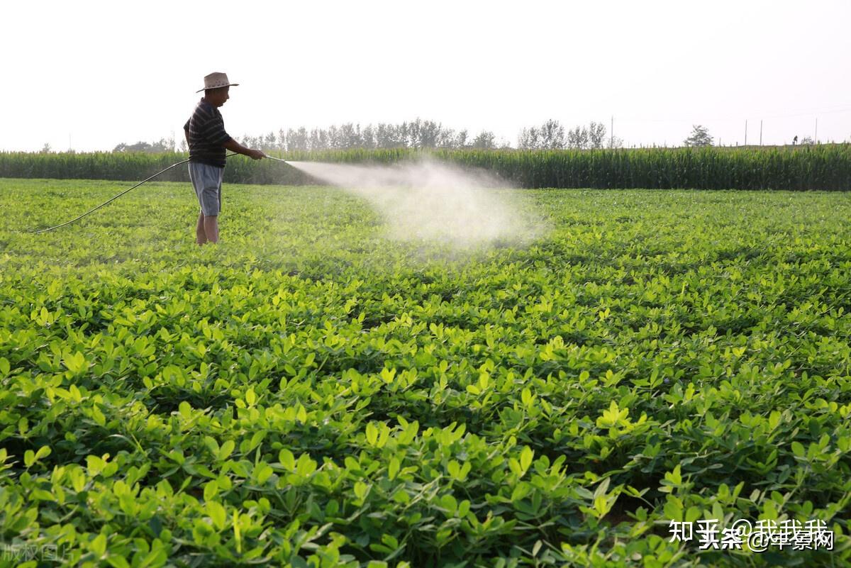 2021年花生施肥要点及早掌握稳产有保障