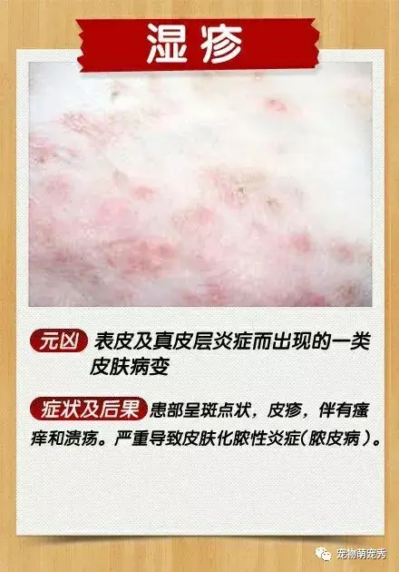 狗狗皮肤病治疗方法宠物真菌螨虫细菌皮炎脓皮湿疹毛囊炎的区别及预防