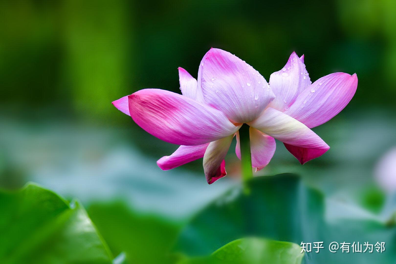 今日白露 - 知乎