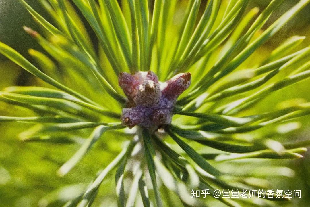 植物科屬:松科松屬萃取方法:蒸餾萃取部位:嫩針葉與球果原產地:蘇格蘭