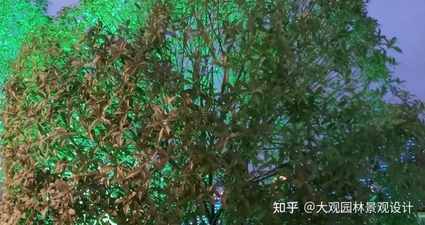 你知道几种会发光的植物？我敢说九成你都不知道 - 知乎