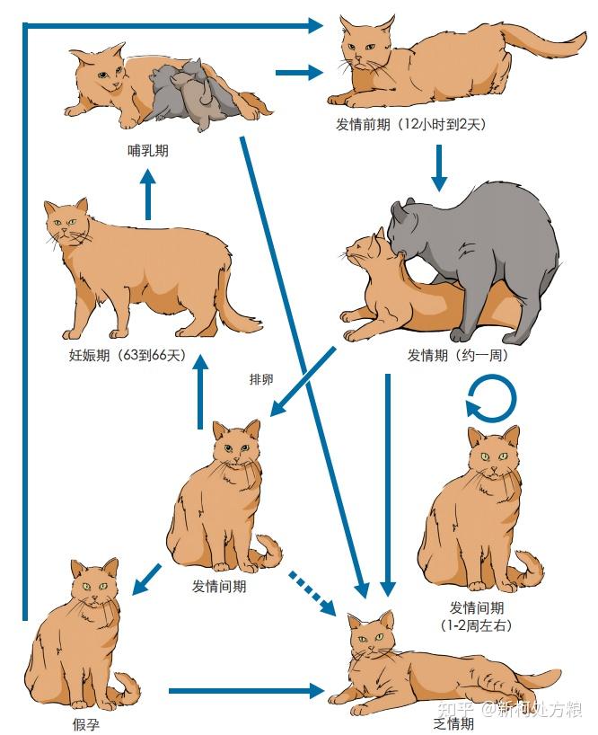 母猫发情周期 - 知乎