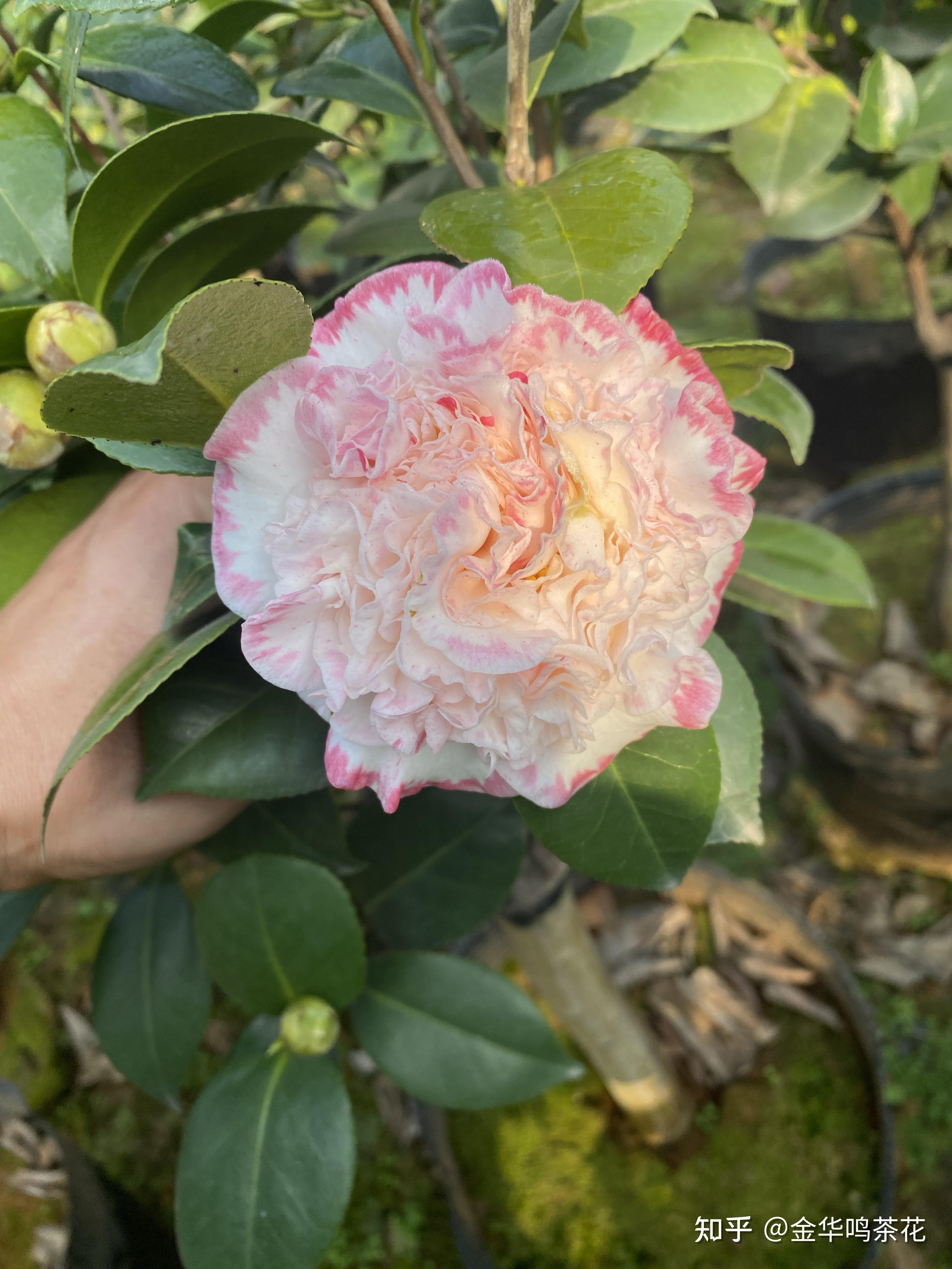 女皇二号茶花 知乎
