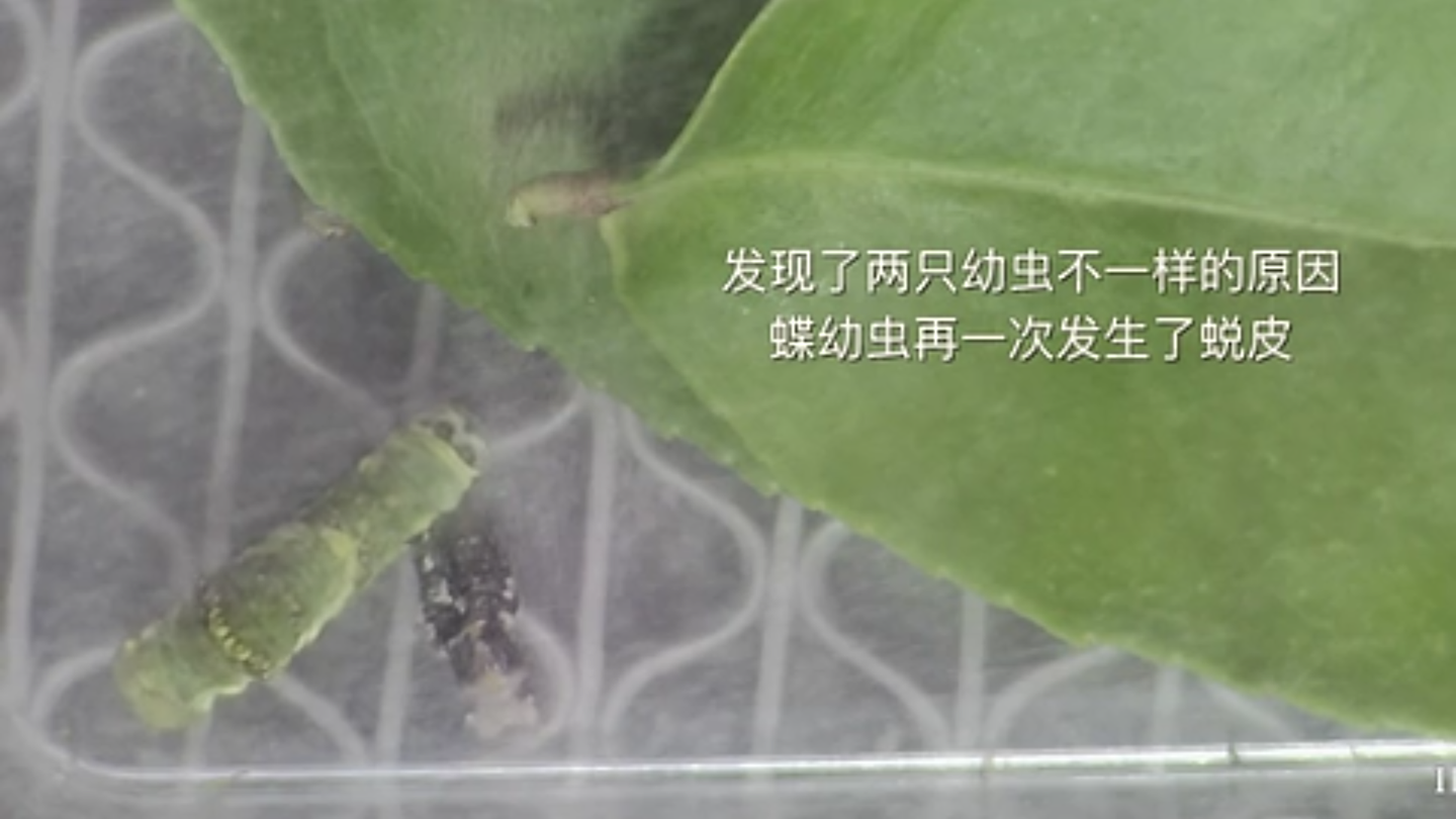 玉带凤蝶幼虫每次蜕皮都会有变化耶 知乎