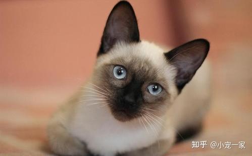 暹罗猫简介