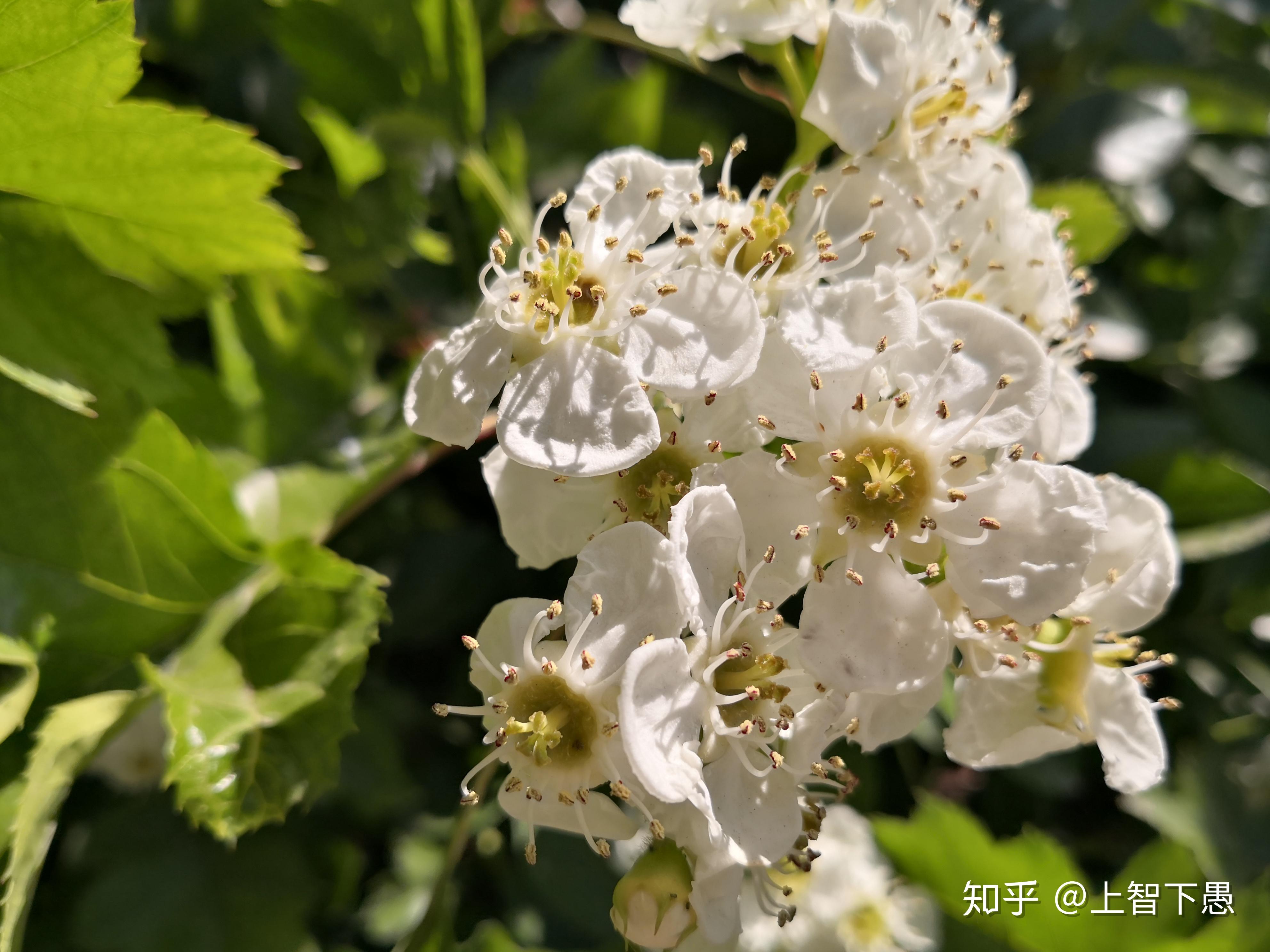 当代著名诗人海子曾写过一首《山楂树》,年轻的天才诗人眼中山楂树