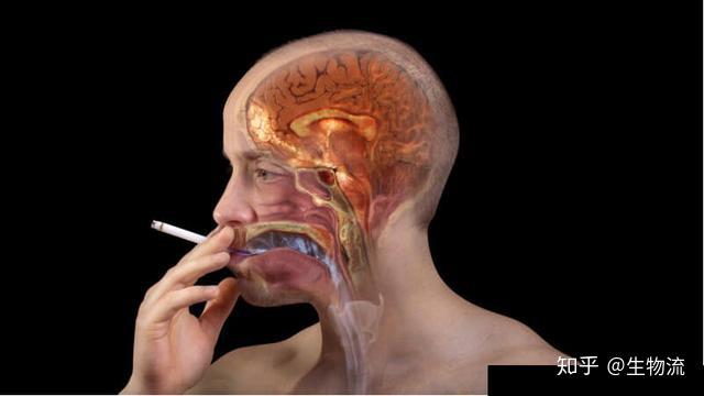 香烟里的尼古丁和大脑里的受体