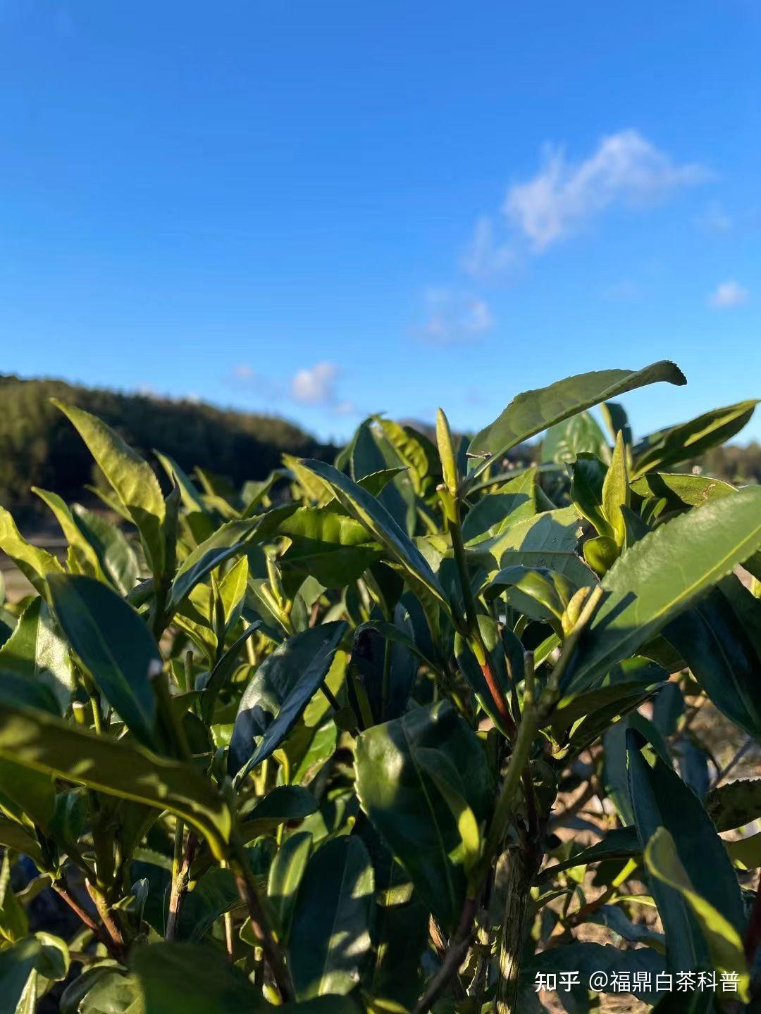 福鼎白茶之古树白茶