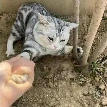 捡了只猫
