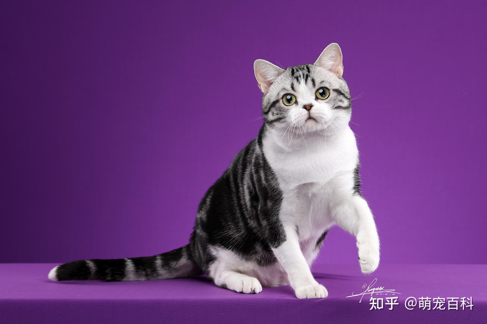 养猫就要养一只美短猫因为你无法拒绝它的好