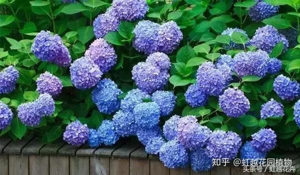 为什么我的 无尽夏 都趴地上了 知乎