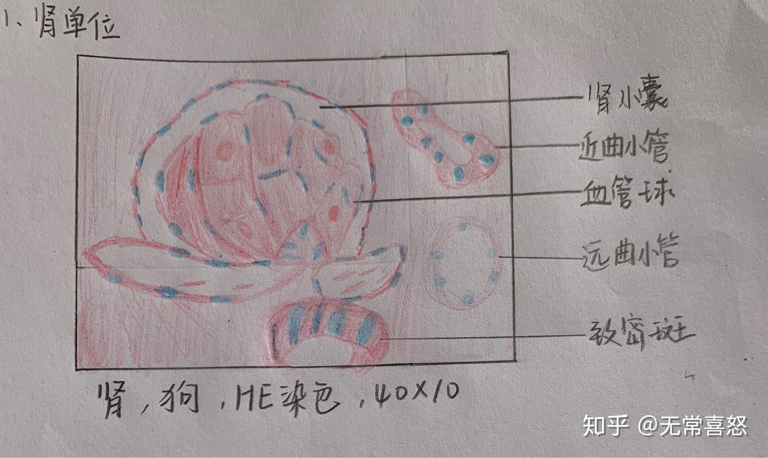 畫錯了,是圓形和多邊形骨骼肌橫切面骨骼肌縱切面各種血細胞骨單位復