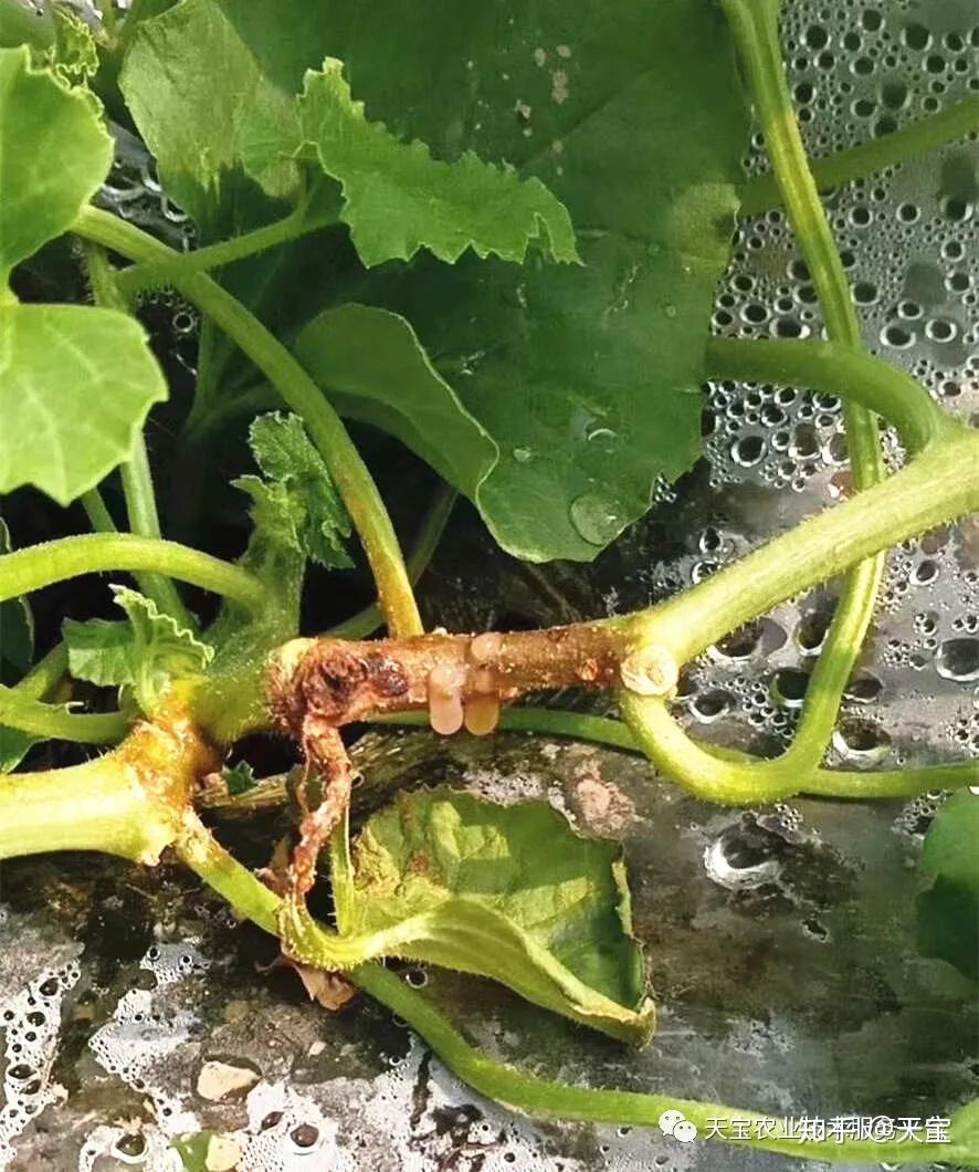 一般来说能够侵染西瓜地上部茎蔓以及嫁接口的病害主要有根腐病,蔓枯