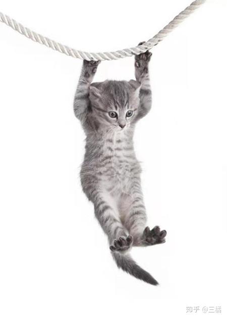 就真的不要养猫咪了,彼此成全,不要为了一己私心折磨可爱的小天使