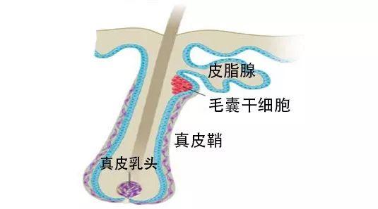 真皮鞘会拉抬真皮乳头靠近干细胞区 | slideplayer.