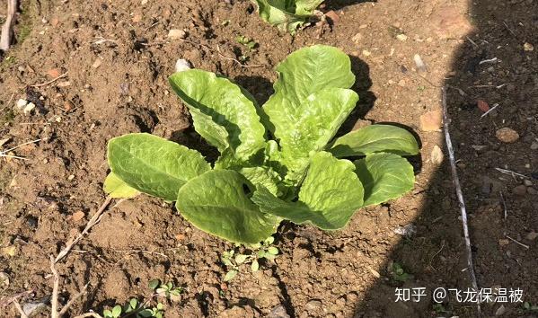 夏白菜种植方法和要点 夏季小白菜种植技术 桃丽网