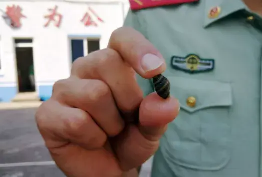 2012年国家明文规定任何食品单位均不得采购和加工织纹螺.