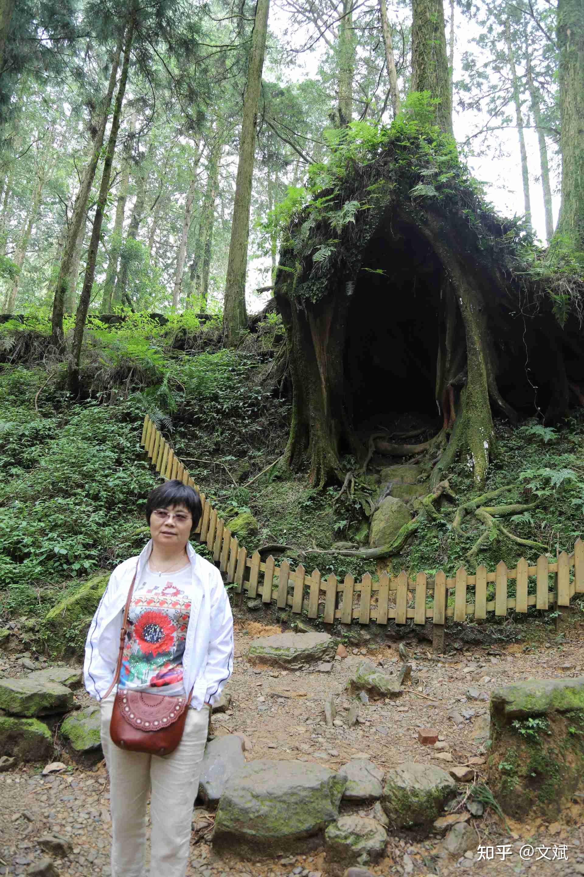 华东游记之七十一:台湾嘉义县, 阿里山 - 知乎
