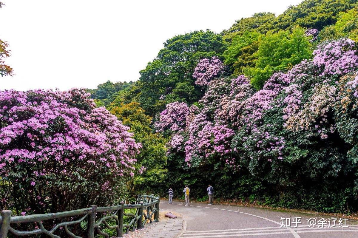 深圳梧桐山看毛棉杜鹃花海,一定让你不虚此行!