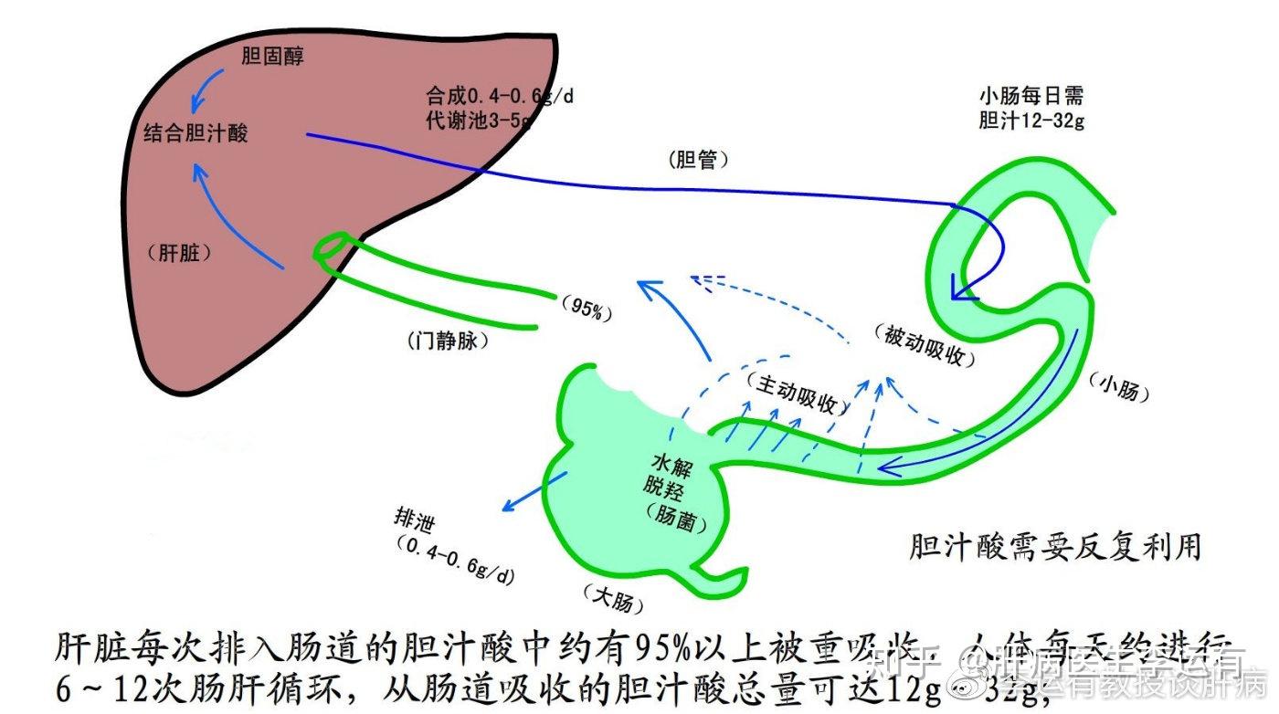 3,解毒功能在人体新陈代谢的过程中,肝脏会吸收一些进入人体的有毒
