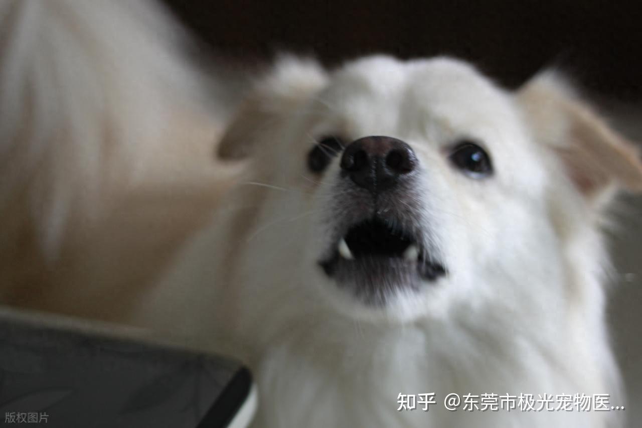 你以为狗在瞎叫?其实它每一声都有话要说 - 知乎