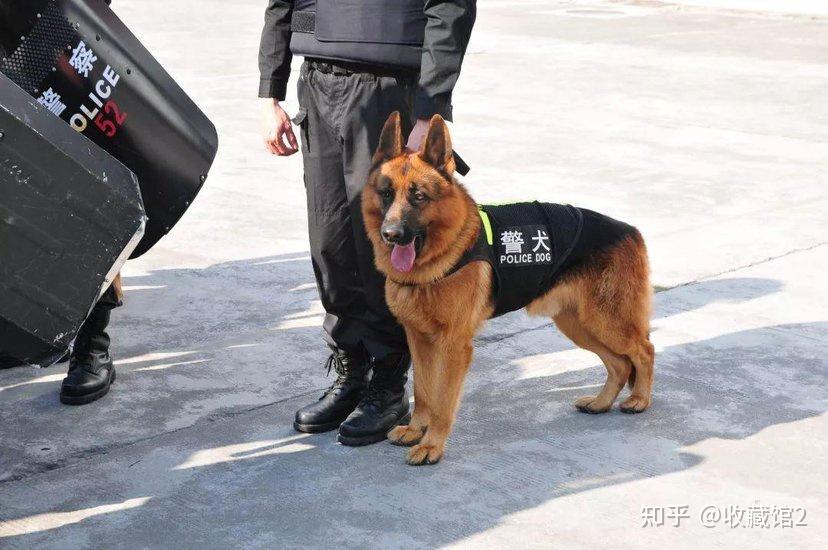 如何看待沈阳多只淘汰警犬拍出万元高价,一只黑背德牧拍出 33 万天价