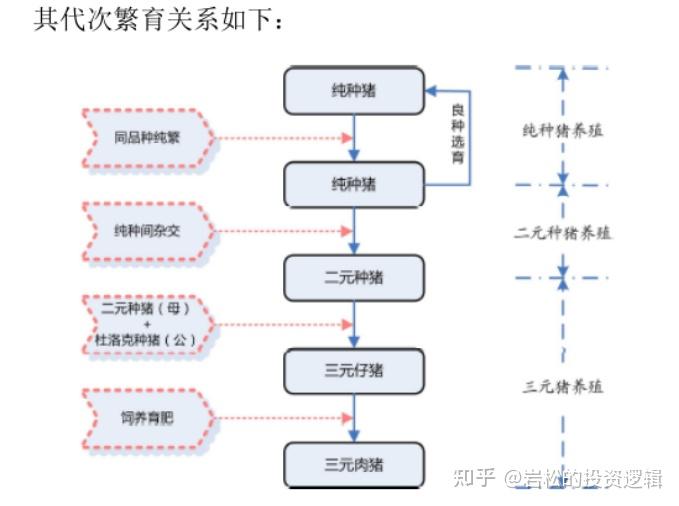 看懂生豬產業鏈及豬週期的演變