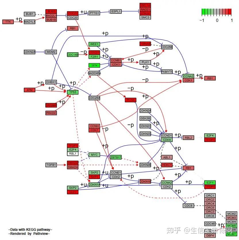 Pathview包：整合表达谱数据可视化KEGG通路 - 知乎