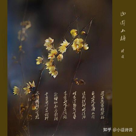《山园小梅》:一首超凡脱俗的梅花诗,竟出自宋代一位隐者之手,诗作好在哪里? - 知乎