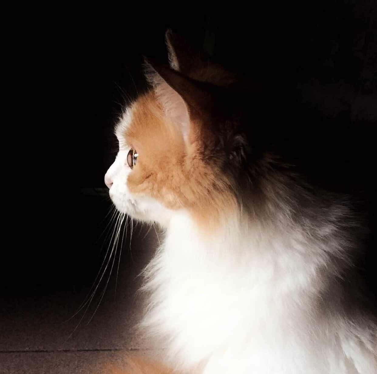 用猫做头像的男生是怎样的心理?