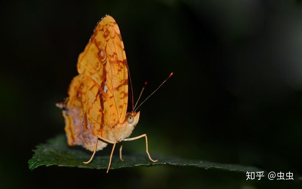 什么都没留下 散纹盛蛱蝶(symbrenthia liaea),又名黄三线蛱蝶,金带蝶