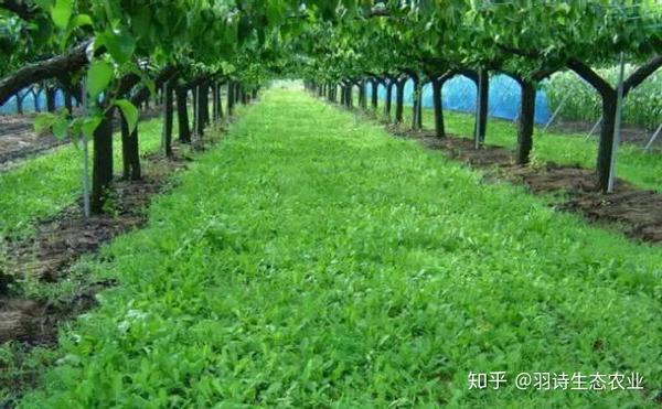 智能生态农业 践行自然农法 不只是一根稻草的革命 知乎