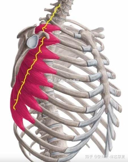 前锯肌粗隆图片