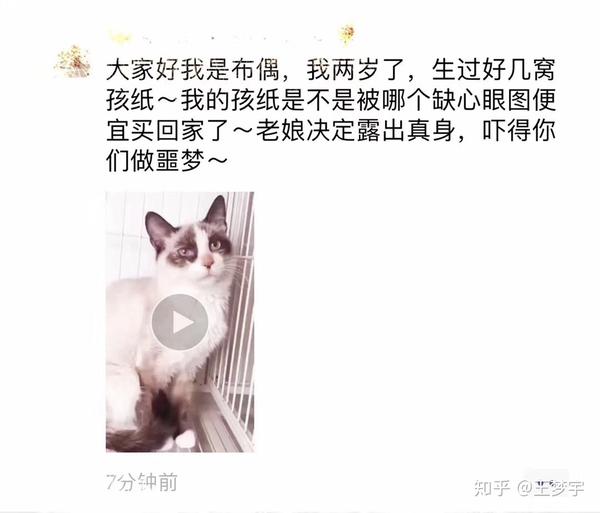 养猫攻略 六 新手适合养什么样的猫 知乎