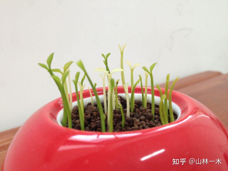 适春景"君子兰"开花,"小花籽"发芽