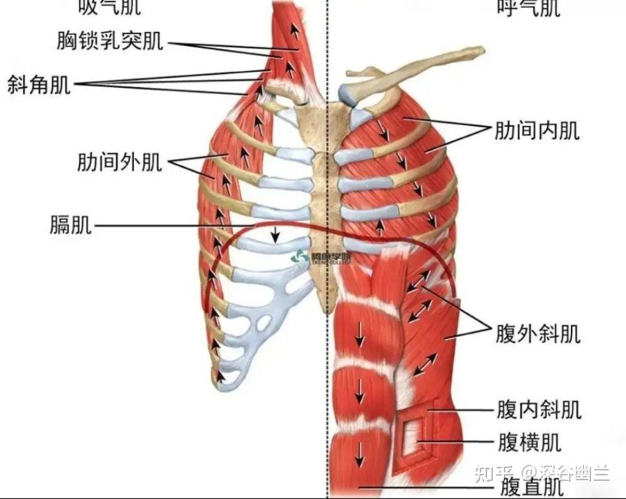 肌筋膜线之体侧线