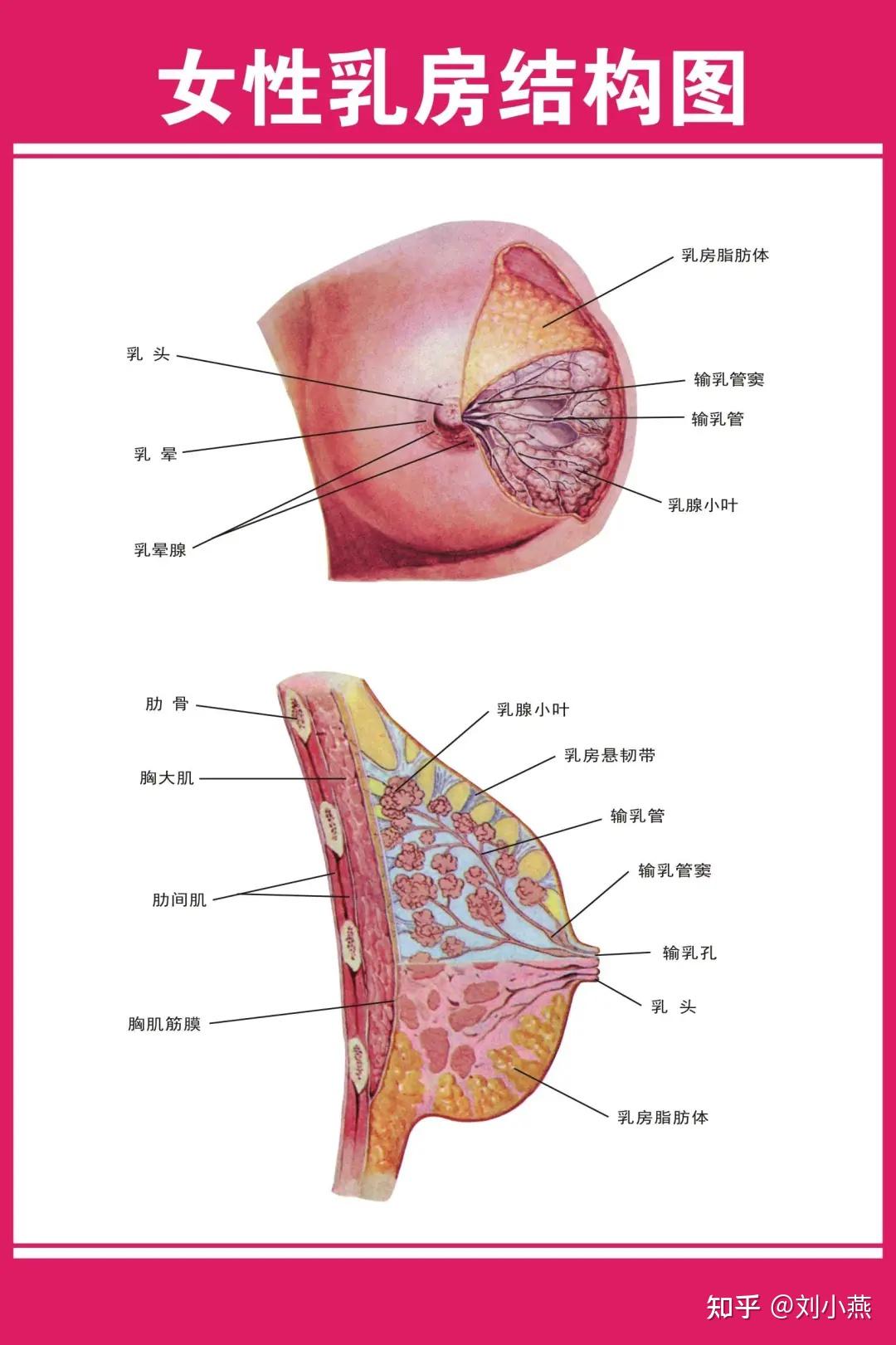 乳房结构 清晰图片