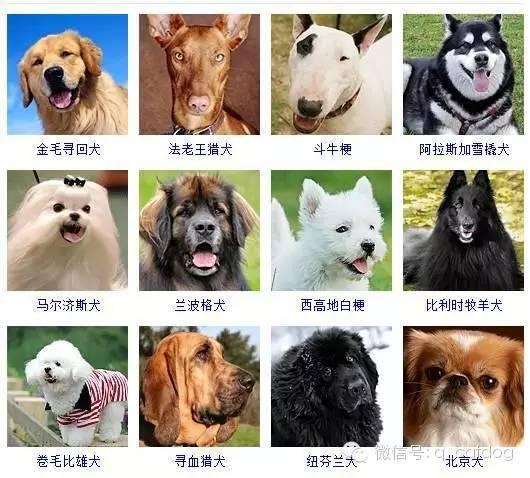 178种狗狗,你认识多少? - 知乎