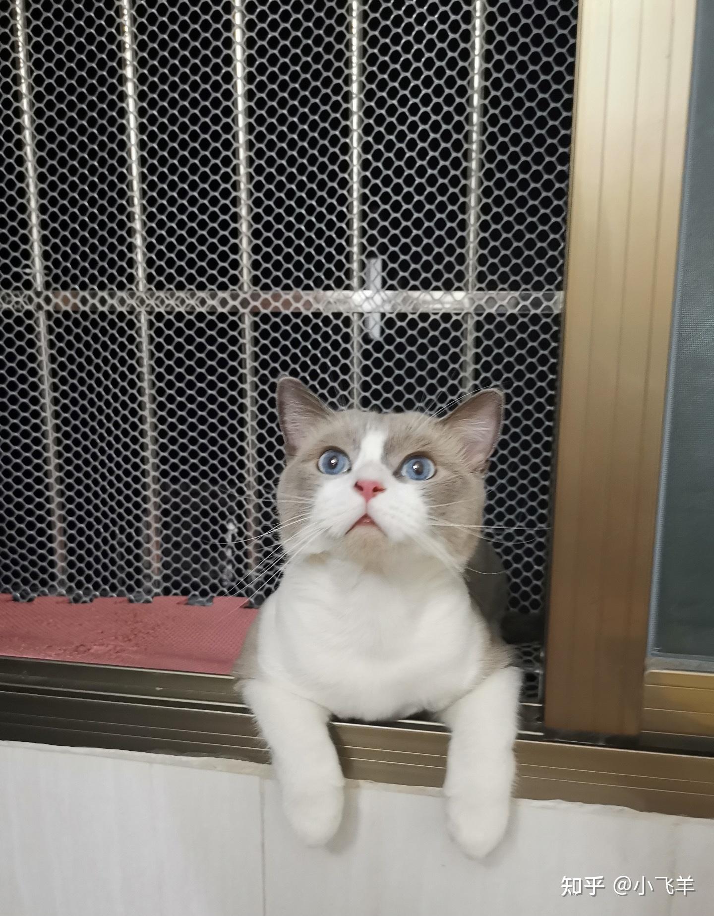 想问问养布偶猫的大佬们,布偶猫一岁了还不爆毛是不是没希望了?