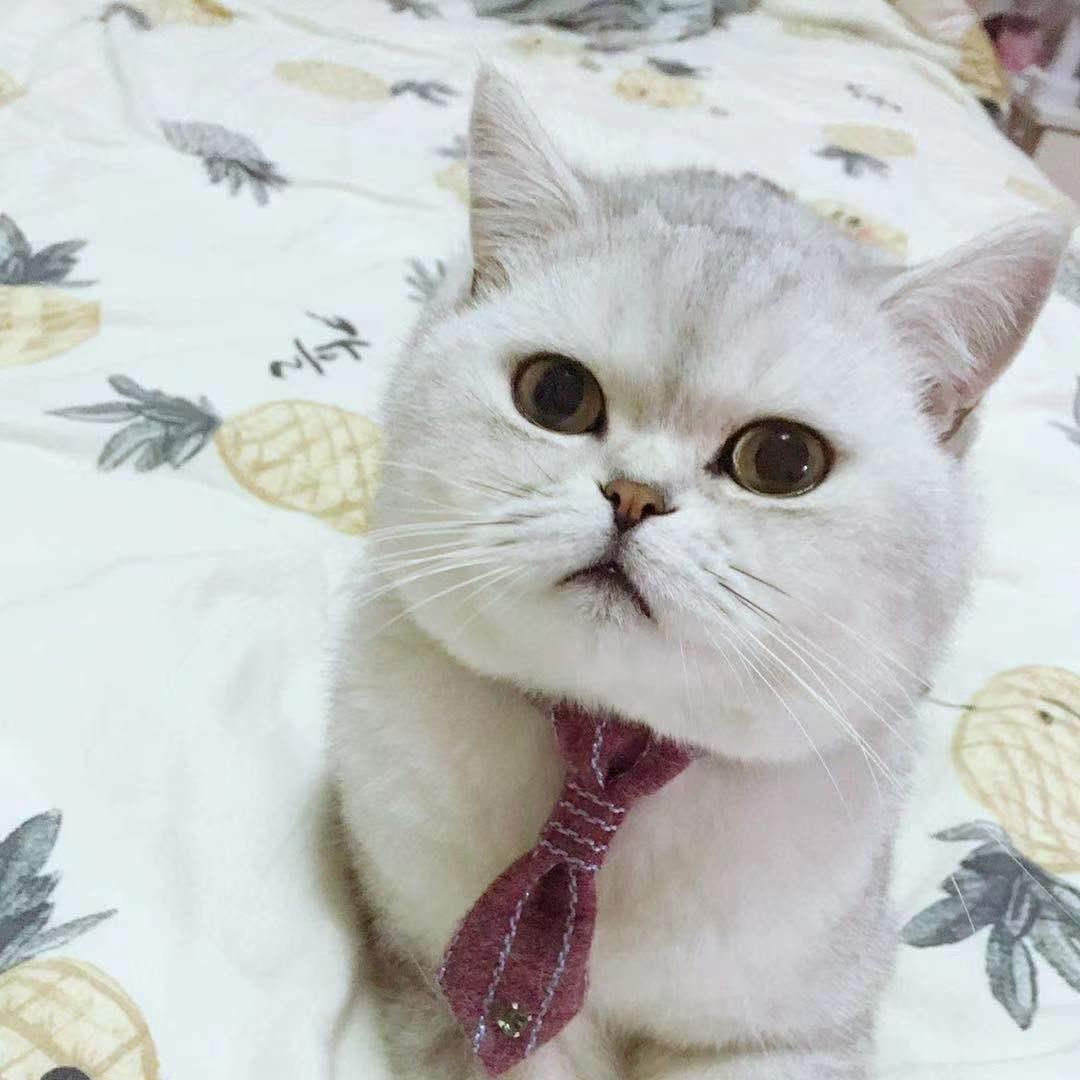 铃兰不语