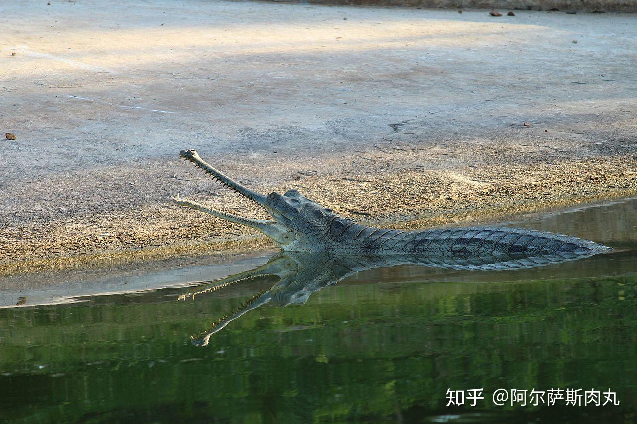 「prehistoric park丨史前公园◎3」"我来自三叠纪,我不是鳄鱼!