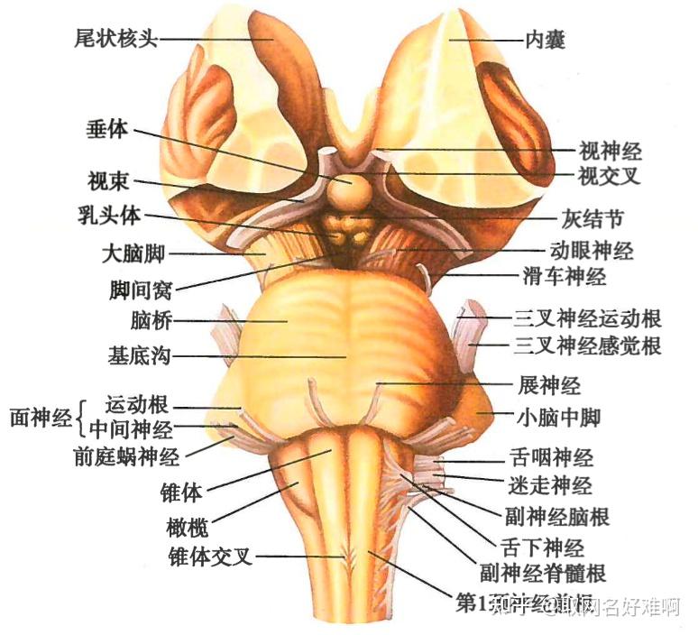 脑干示意图图片