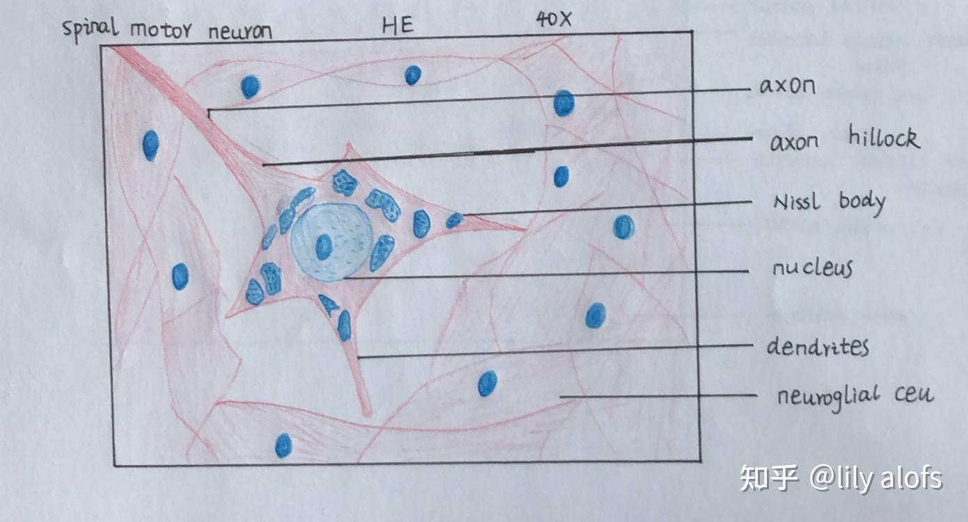 神经元手绘图红蓝铅笔图片