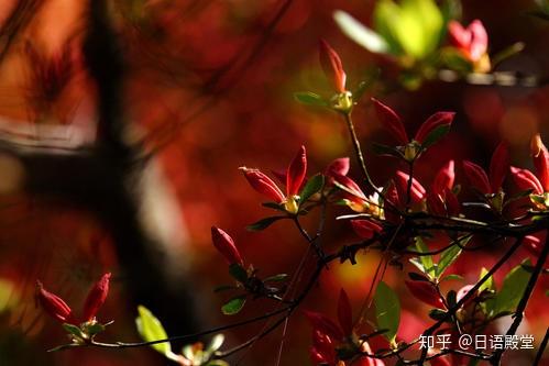 鲜艳夺目 日本的颜色 心灵的安慰 知乎