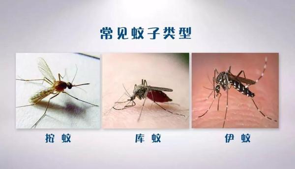 吸血的蚊子之完全变态虫库蚊 它的科普来啦 - 知乎