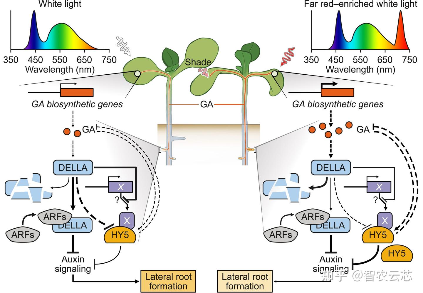 The Plant Cell | 荷兰乌得勒支大学揭示了一条调控植物侧根生长的新通路 - 知乎