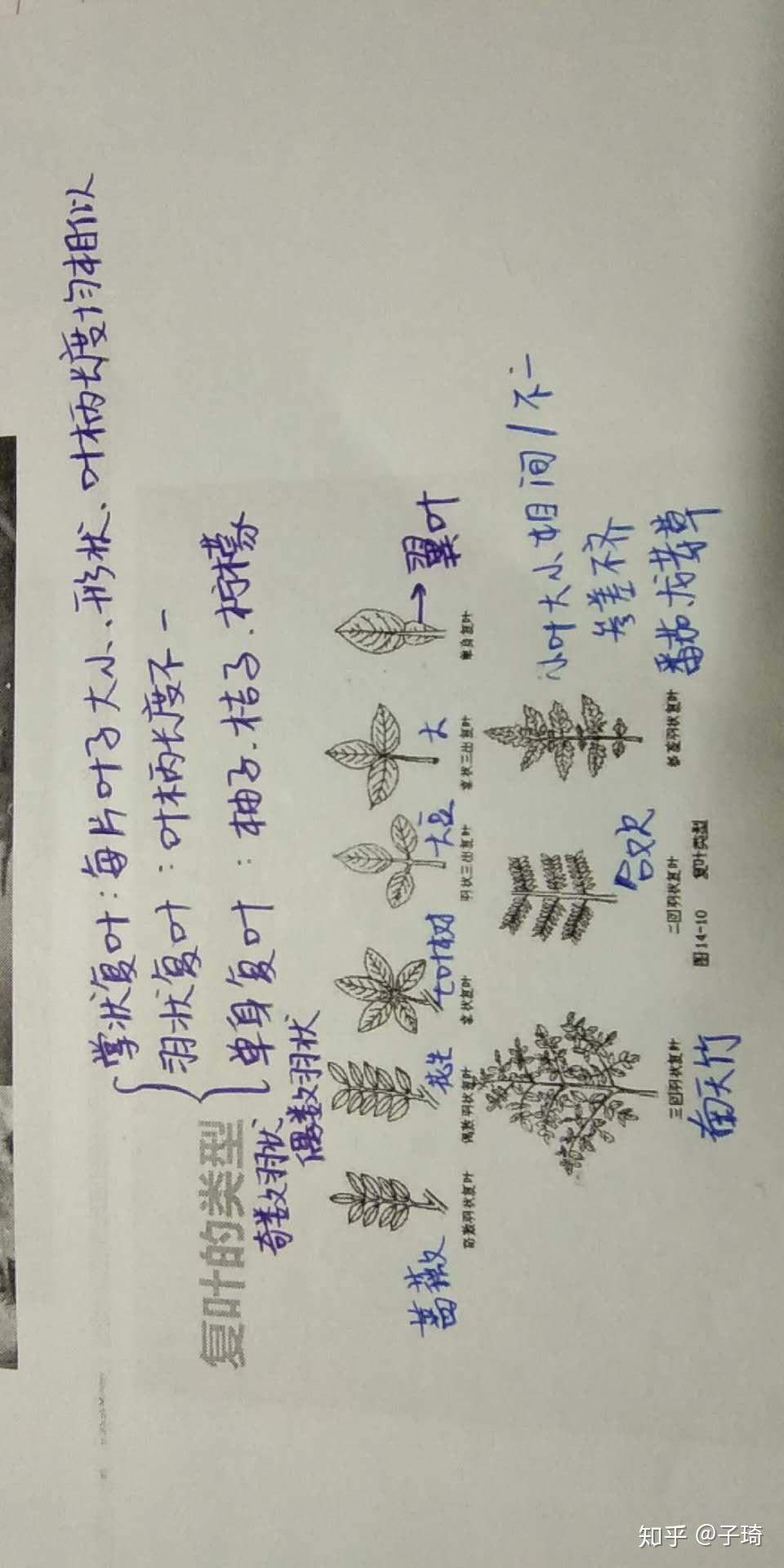 羽状三出复叶和掌状三出复叶有什么区别