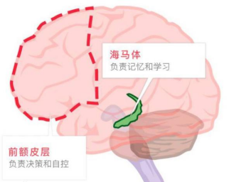 Cell带您看单细胞技术揭示人类前额叶皮层基因调控动态 - 知乎