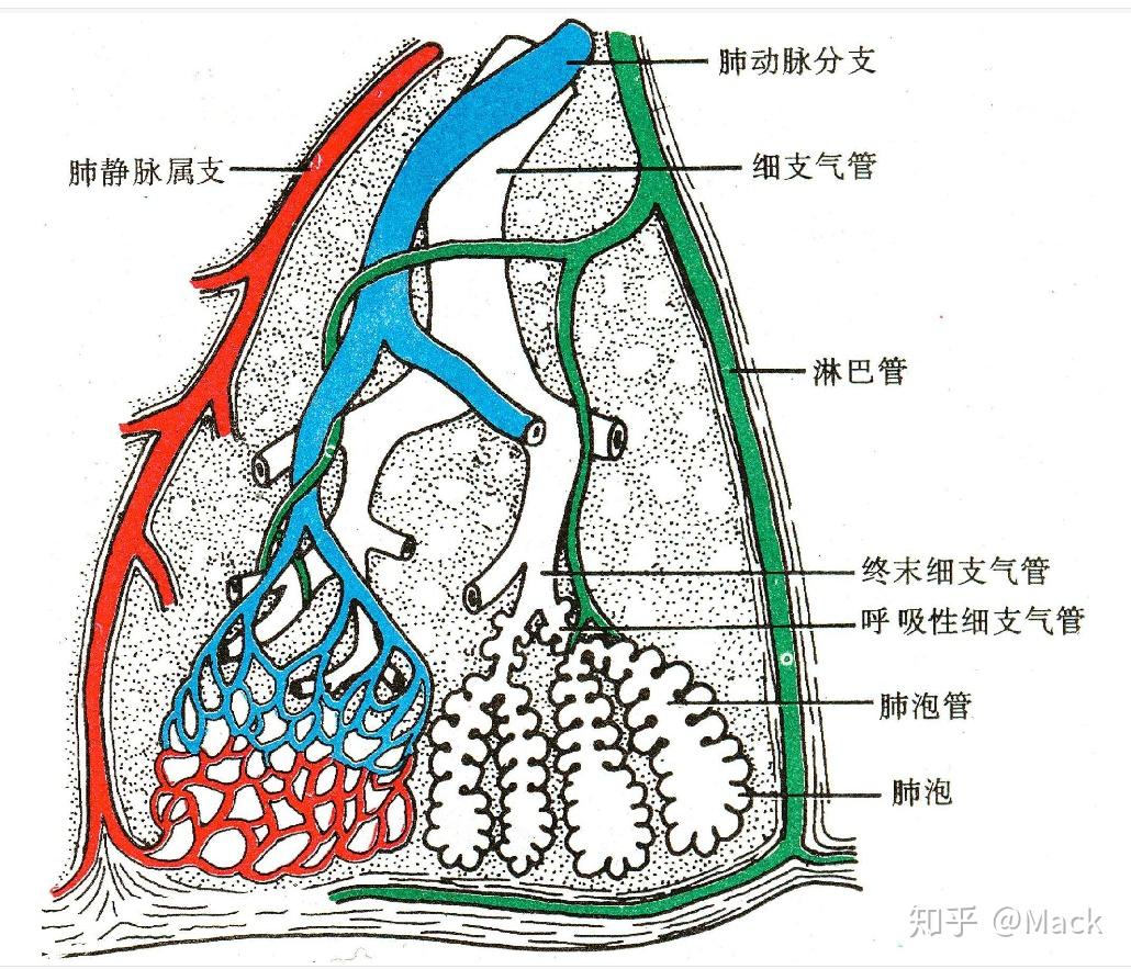 肺静脉分支图片