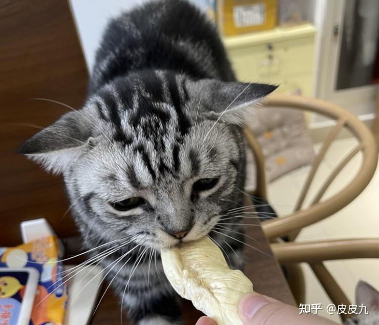 猫咪不听话怎么办？如何教育小猫？科学训猫，养出乖巧猫咪 - 知乎